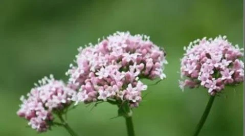 valerian extract