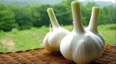 Farmakološki učinci alicina